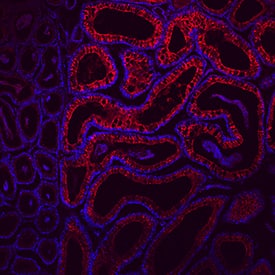 Immunohistochemistry CRISP-1 Antibody (840017) [Unconjugated]