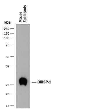 Western Blot CRISP-1 Antibody (840017) [Unconjugated]