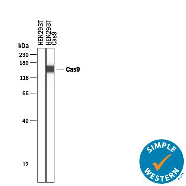 Simple Western lane view shows lysates of HEK293T human embryonic kidney cell line either mock transfected or transfected with Cas9, loaded at 0.2 mg/mL. A specific band was detected for CRISPR-Cas9 at approximately 150 kDa (as indicated) using 20 µg/mL of Mouse Anti-CRISPR-Cas9 Monoclonal Antibody (Catalog # MAB10252) . This experiment was conducted under reducing conditions and using the 12-230 kDa separation system.