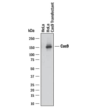 Western blot shows lysates of HEK293T human embryonic kidney cell line either mock transfected or transfected with CRISPR-Cas9. PVDF membrane was probed with 2 µg/mL of Mouse Anti-CRISPR-Cas9 Monoclonal Antibody (Catalog # MAB10252) followed by HRP-conjugated Anti-Mouse IgG Secondary Antibody (Catalog # HAF018). A specific band was detected for CRISPR-Cas9 at approximately 160 kDa (as indicated). This experiment was conducted under reducing conditions and using Immunoblot Buffer Group 1.