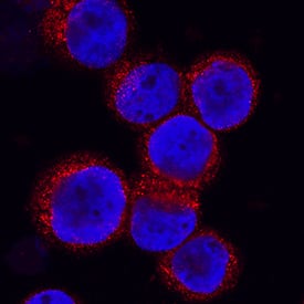 CRLR was detected in immersion fixed KG-1 human acute myelogenous leukemia cell line using Mouse Anti-Human CRLR Monoclonal Antibody (Catalog # MAB10044) at 8 µg/mL for 3 hours at room temperature. Cells were stained using the NorthernLights™ 557-conjugated Anti-Mouse IgG Secondary Antibody (red; Catalog # NL007) and counterstained with DAPI (blue). Specific staining was localized to cytoplasm. View our protocol for Fluorescent ICC Staining of Non-adherent Cells.