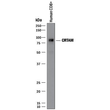 Western blot shows lysates of human CD8+T cells. PVDF membrane was probed with 1 µg/mL of Goat Anti-Human CRTAM Antigen Affinity-purified Polyclonal Antibody (Catalog # AF1695) followed by HRP-conjugated Anti-Goat IgG Secondary Antibody (Catalog # HAF017). A specific band was detected for CRTAM at approximately 85 kDa (as indicated). This experiment was conducted under reducing conditions and using Immunoblot Buffer Group 1.