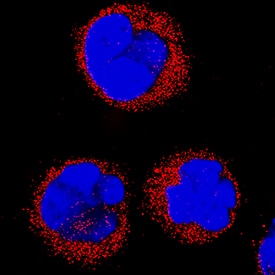 Immunocytochemistry CRY1 Antibody [Unconjugated]