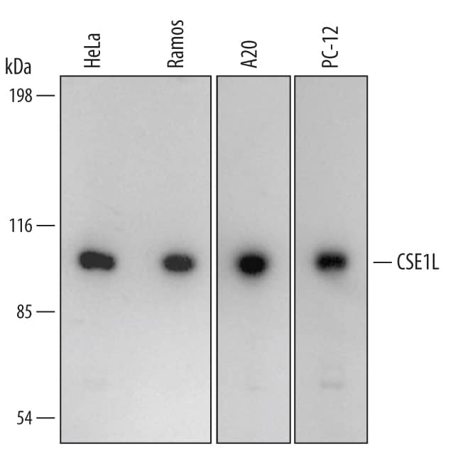 Western blot shows lysates of HeLa human cervical epithelial carcinoma cell line, Ramos human Burkitt's lymphoma cell line, A20 mouse B cell lymphoma cell line, and PC-12 rat adrenal pheochromocytoma cell line. PVDF membrane was probed with 1 µg/mL of Human/Mouse/Rat CSE1L/CAS Antigen Affinity-purified Polyclonal Antibody (Catalog # AF5288) followed by HRP-conjugated Anti-Goat IgG Secondary Antibody (Catalog # HAF109). A specific band was detected for CSE1L/CAS at approximately 110 kDa (as indicated). This experiment was conducted under reducing conditions and using Immunoblot Buffer Group 2.