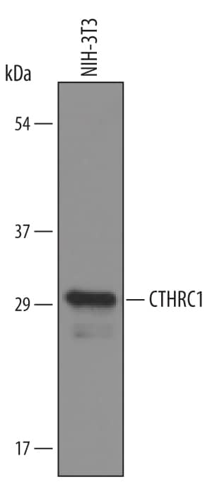 Western Blot CTHRC1 Antibody [Unconjugated]