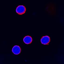 CTLA-4 was detected in immersion fixed human peripheral blood mononuclear cells treated with treated with PMA and calcium ionomycin using Goat Anti-Human CTLA-4 Antigen Affinity-purified Polyclonal Antibody (Catalog # AF-386-PB) at 15 µg/mL for 3 hours at room temperature. Cells were stained using the NorthernLights™ 557-conjugated Anti-Goat IgG Secondary Antibody (red; Catalog # NL001) and counterstained with DAPI (blue). Specific staining was localized to cell surfaces. View our protocol for Fluorescent ICC Staining of Non-adherent Cells.