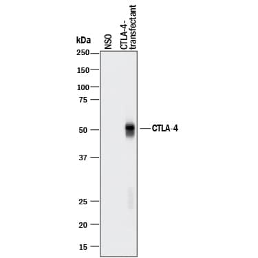Western Blot CTLA-4 Antibody [Unconjugated]