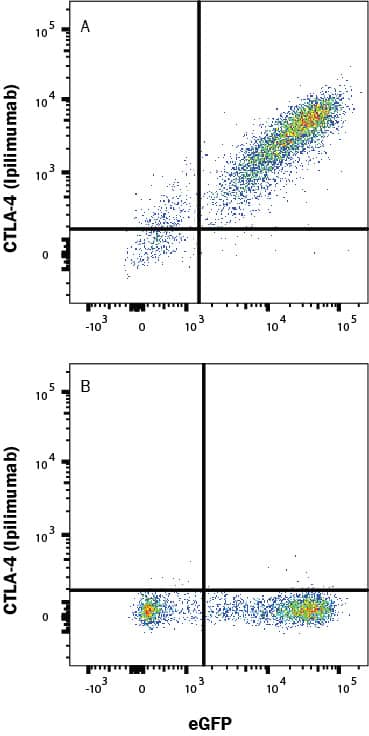 HEK293 Human cell line transfected with (A) Human CTLA-4 or (B) irrelevant transfectants and eGFP was stained with Human Anti-Human CTLA-4 (Research Grade Ipilimumab Biosimilar) Alexa Fluor® 700‑conjugated Monoclonal Antibody (Catalog # FAB9928N). Staining was performed using our Staining Membrane-associated Proteins protocol.