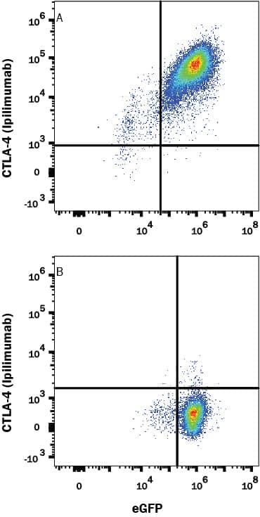 HEK293 Human cell line transfected with (A) Human CTLA-4 or (B) irrelevant transfectants and eGFP was stained with Human Anti-Human CTLA-4 (Research Grade Ipilimumab Biosimilar) Alexa Fluor® 647‑conjugated Monoclonal Antibody (Catalog # FAB9928R). View our protocol for Staining Membrane-associated Proteins.