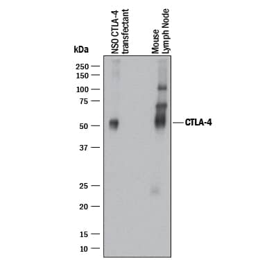 Western blot shows lysates of NS0 mouse myeloma cell line transfected with with Human CTLA-4 and mouse lymph node tissue. PVDF membrane was probed with 2 µg/mL of Mouse Anti-Human/Mouse CTLA-4 Monoclonal Antibody (Catalog # MAB386) followed by HRP-conjugated Anti-Mouse IgG Secondary Antibody (Catalog # HAF018). A specific band was detected for CTLA-4 at approximately 52 kDa (as indicated). This experiment was conducted under reducing conditions and using Immunoblot Buffer Group 1.