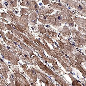 Immunohistochemistry C1qTNF1/CTRP1 Antibody (395520) [Unconjugated]