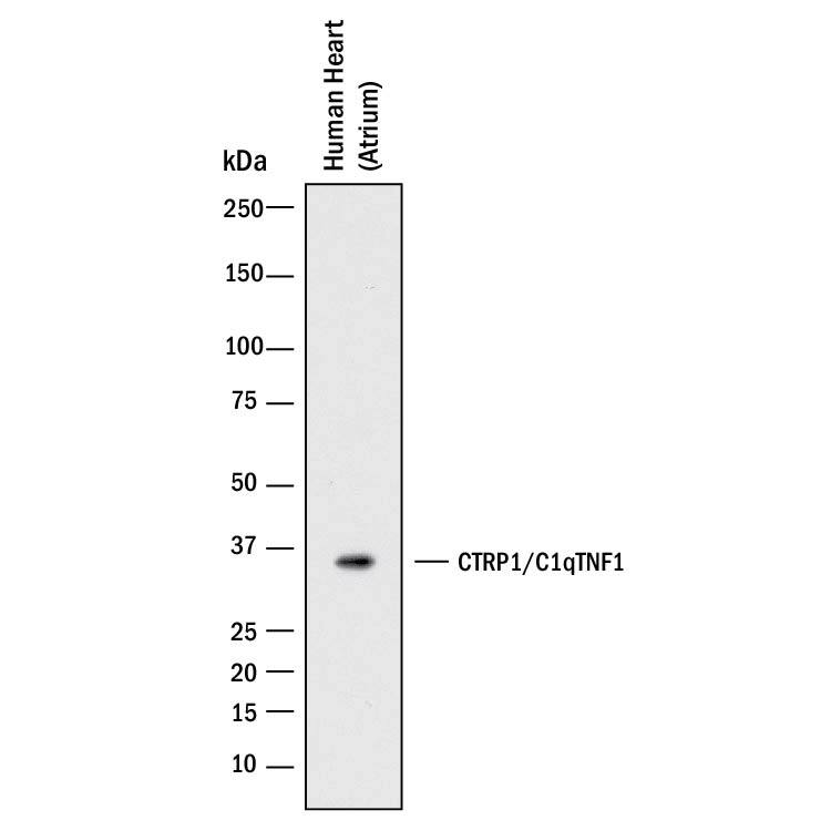 Western Blot C1qTNF1/CTRP1 Antibody (395520) [Unconjugated]