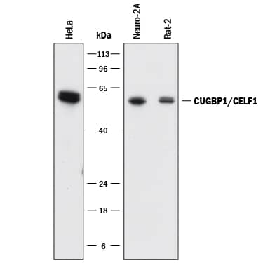 Western Blot CUGBP1/CELF1 Antibody (850717) [Unconjugated]