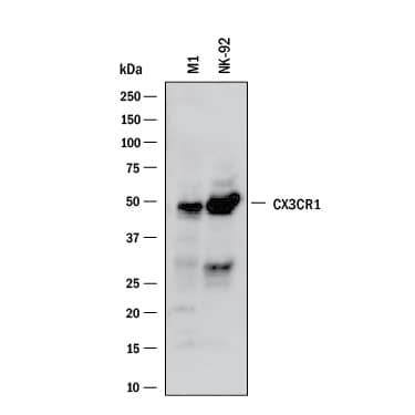 Western Blot CX3CR1 Antibody [Unconjugated]