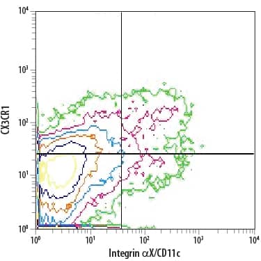 Mouse splenocytes were stained with Goat Anti-Mouse CX3CR1 APC-conjugated Antigen Affinity-purified Polyclonal Antibody (Catalog # FAB5825A) and Anti-Mouse Integrin aX/CD11c PE-conjugated Monoclonal Antibody . Quadrant markers were set based on control antibody staining (Catalog # IC108A). View our protocol for Staining Membrane-associated Proteins.