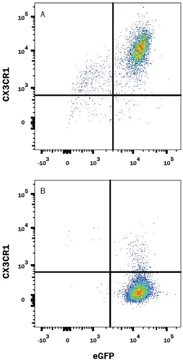 CHO Chinese hamster ovary cell line transfected with either (A) mouse CX3CR1 or (B) irrelevant transfectants and eGFP was stained with Goat Anti-Mouse CX3CR1 APC-conjugated Antigen Affinity-purified Polyclonal Antibody (Catalog # FAB5825A). Quadrant markers were set based on control antibody staining (Catalog # IC108P). View our protocol for Staining Membrane-associated Proteins.