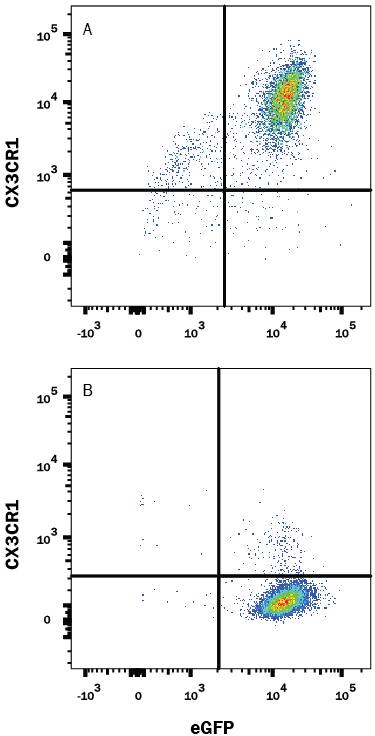 CHO Chinese hamster ovary cell line transfected with either (A) mouse CX3CR1 or (B) irrelevant transfectants and eGFP was stained with Goat Anti-Mouse CX3CR1 PE-conjugated Antigen Affinity-purified Polyclonal Antibody (Catalog # FAB5825P). Quadrant markers were set based on control antibody staining (Catalog # IC108P). View our protocol for Staining Membrane-associated Proteins.