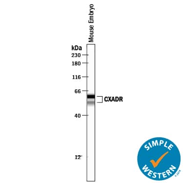 Simple Western CXADR Antibody [Unconjugated]