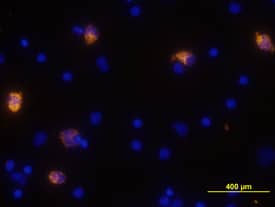 Immunocytochemistry CXCL10/IP-10/CRG-2 Antibody [Unconjugated]