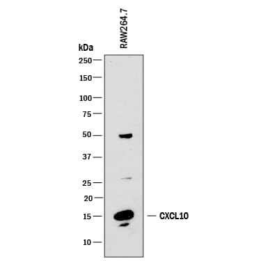 Western Blot CXCL10/IP-10/CRG-2 Antibody [Unconjugated]