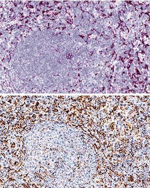 Dual RNAscope ISH-IHC Compatible CXCL12/SDF-1 Antibody (79018) [Unconjugated]