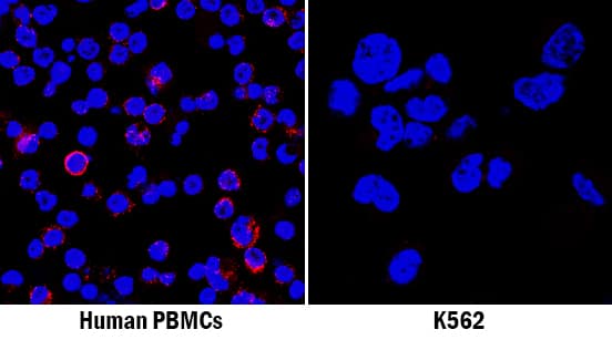CXCL12/SDF-1 was detected in immersion fixed human peripheral blood mononuclear cells (PBMCs; positive staining) and K562 human chronic myelogenous leukemia cell line (negative staining) using Mouse Anti-Human/Mouse CXCL12/SDF-1 Monoclonal Antibody (Catalog # MAB350) at 8 µg/mL for 3 hours at room temperature. Cells were stained using the NorthernLights™ 557-conjugated Anti-Mouse IgG Secondary Antibody (red; Catalog # NL007) and counterstained with DAPI (blue). Specific staining was localized to cell membranes. View our protocol for Fluorescent ICC Staining of Non-adherent Cells.