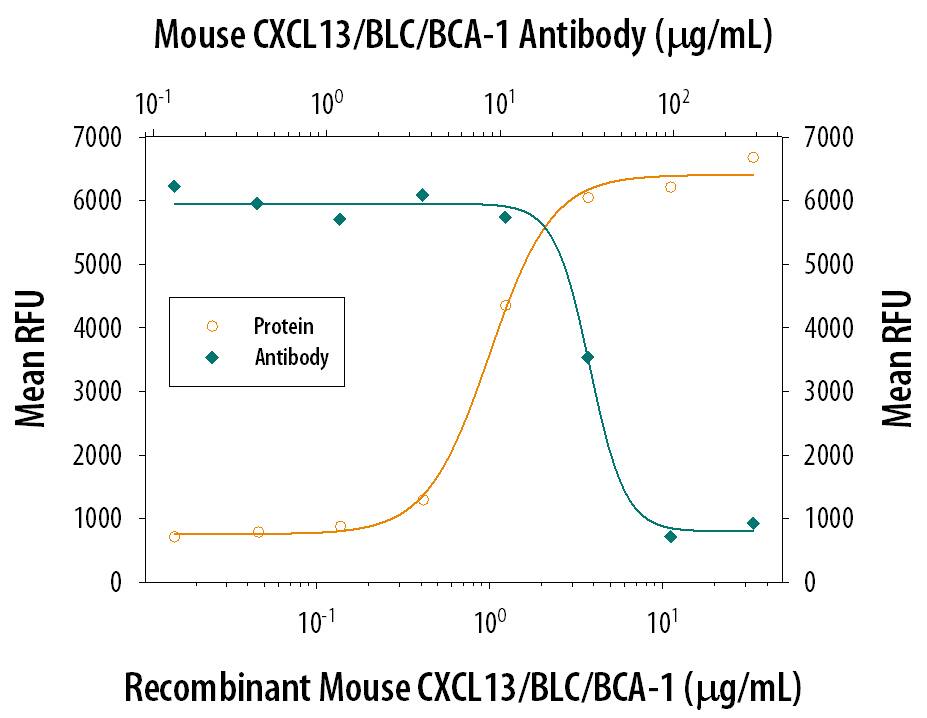 Recombinant Mouse CXCL13/BLC/BCA-1 (Catalog # 470-BC) chemoattracts the BaF3 mouse pro-B cell line transfected with human CXCR5 in a dose-dependent manner (orange line). The amount of cells that migrated through to the lower chemotaxis chamber was measured by Resazurin staining. Chemotaxis elicited by Recombinant Mouse CXCL13/BLC/BCA-1 (4 µg/mL) is neutralized (green line) by increasing concentrations of Goat Anti-Mouse CXCL13/ BLC/BCA-1 Antigen Affinity-purified Polyclonal Antibody (Catalog # AF470). The ND50 is typically 20-50 µg/mL.