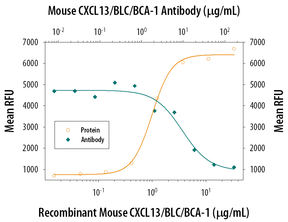 Recombinant Mouse CXCL13/BLC/BCA-1 (Catalog # 470-BC) chemoattracts the BaF3 mouse pro-B cell line transfected with human CXCR5 in a dose-dependent manner (orange line). The amount of cells that migrated through to the lower chemotaxis chamber was measured by Resazurin (Catalog # AR002). Chemotaxis elicited by Recombinant Mouse CXCL13/BLC/BCA-1 (4 µg/mL) is neutralized (green line) by increasing concentrations of Rat Anti-Mouse CXCL13/BLC/BCA-1 Monoclonal Antibody (Catalog # MAB4701). The ND50 is typically 12-30 µg/mL.