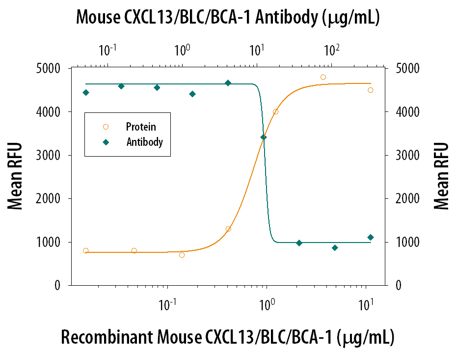 Recombinant Mouse CXCL13/BLC/BCA-1 (Catalog # 470-BC) chemoattracts the BaF3 mouse pro-B cell line transfected with human CXCR5 in a dose-dependent manner (orange line). The amount of cells that migrated through to the lower chemotaxis chamber was measured by Resazurin (Catalog # AR002). Chemotaxis elicited by Recombinant Mouse CXCL13/BLC/BCA-1 (4 µg/mL) is neutralized (green line) by increasing concentrations of Rat Anti-Mouse CXCL13/BLC/BCA-1 Monoclonal Antibody (Catalog # MAB470). The ND50 is typically 12-30 µg/mL.