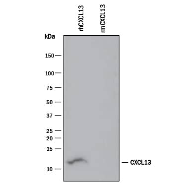 Western blot shows 100 ng of Recombinant Human CXCL13/BLC/BCA-1 (Catalog # 801-CX) and Recombinant Mouse CXCL13/BLC/BCA-1 (Catalog # 470-BC). PVDF Membrane was probed with 1 µg/mL of Mouse Anti-Human CXCL13/BLC/BCA-1 Monoclonal Antibody (Catalog # MAB801) followed by HRP-conjugated Anti-Mouse IgG Secondary Antibody (Catalog # HAF007). A specific band was detected for CXCL13/BLC/BCA-1 at approximately 12 kDa (as indicated). This experiment was conducted under reducing conditions and using Immunoblot Buffer Group 3.