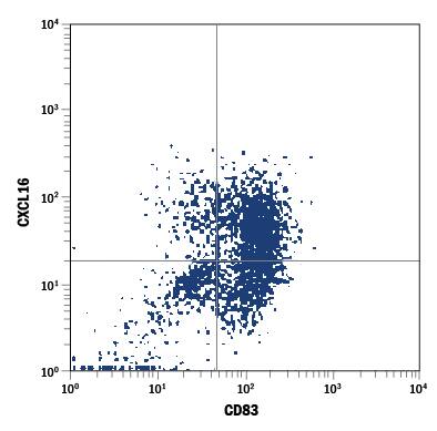 Human monocyte-derived dendritic cells were stained with Rat Anti-Human CXCL16 PE-conjugated Monoclonal Antibody (Catalog # FAB976P) and Mouse Anti-Human CD83 Fluorescein-conjugated Monoclonal Antibody (Catalog # FAB1774F). Quadrant markers were set based on control antibody staining (Catalog # IC006P). View our protocol for Staining Membrane-associated Proteins.