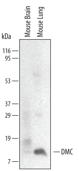 Western blot shows lysates of mouse lung tissue. PVDF membrane was probed with 2 µg/mL of Rat Anti-Mouse CXCL17 Monoclonal Antibody (Catalog # MAB4270) followed by HRP-conjugated Anti-Rat IgG Secondary Antibody (Catalog # HAF005). A specific band was detected for CXCL17 at approximately 11 kDa (as indicated). This experiment was conducted under reducing conditions and using Immunoblot Buffer Group 1 (with 3% BSA instead of 5% milk in the Antibody Solution).