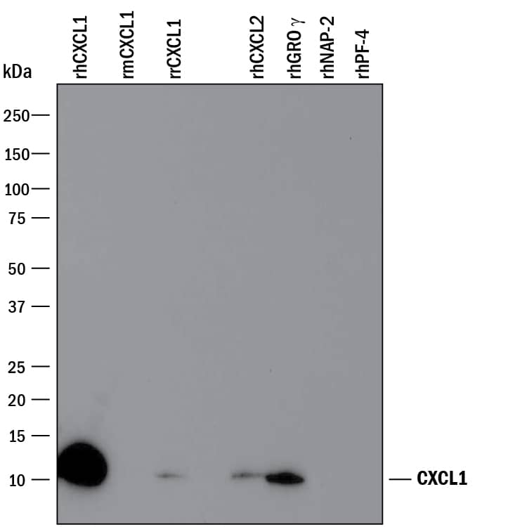 Western blot shows 25 ng of Recombinant Human CXCL1/GROa/KC/CINC-1 (275-GR), Recombinant Mouse CXCL1/GROa/KC/CINC-1 aa 20-96 (453-KC), Recombinant Rat CXCL1/GROa/KC/CINC-1 (515-CN), Recombinant Human CXCL2/GRO beta /MIP-2/CINC-3 aa 35-107 (276-GB), Recombinant Human CXCL3/GRO gamma/CINC-2/DCIP-1 (277-GG), Recombinant Human CXCL7/NAP-2 (393-NP), and Recombinant Human CXCL4/PF4 (795-P4). PVDF Membrane was probed with 0.1 µg/mL of Goat Anti-Human CXCL1/GROa/KC/CINC-1 Antigen Affinity-purified Polyclonal Antibody (Catalog # AF275) followed by HRP-conjugated Anti-Goat IgG Secondary Antibody (HAF109). A specific band was detected for CXCL1/GROa/KC/CINC-1 at approximately 11 kDa (as indicated). This experiment was conducted under reducing conditions and using Immunoblot Buffer Group 3.