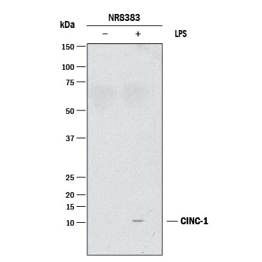 Western blot shows lysates of NR8383 rat alveolar macrophage cell line untreated (-) or treated (+) with LPS. PVDF membrane was probed with 2 µg/mL of Rabbit Anti-Rat CXCL1/GROa/KC/CINC-1 Monoclonal Antibody (Catalog # MAB5151) followed by HRP-conjugated Anti-Rabbit IgG Secondary Antibody (Catalog # HAF008). A specific band was detected for CXCL1/GROa/KC/CINC-1 at approximately 10 kDa (as indicated). This experiment was conducted under reducing conditions and using Immunoblot Buffer Group 1.
