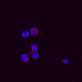Immunocytochemistry CXCL2/GRO beta/MIP-2/CINC-3 Antibody [Unconjugated]