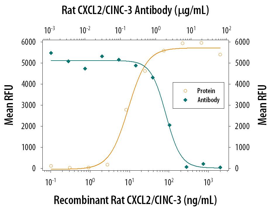 Recombinant Rat CXCL2/CINC-3 (Catalog # 525-C3) chemoattracts the BaF3 mouse pro-B cell line transfected with human CXCR2 in a dose-dependent manner (orange line). The amount of cells that migrated through to the lower chemotaxis chamber was measured by Resazurin (Catalog # AR002). Chemotaxis elicited by Recombinant Rat CXCL2/CINC-3 (0.1 µg/mL) is neutralized (green line) by increasing concentrations of Rat CXCL2/CINC-3 Antigen Affinity-purified Polyclonal Antibody (Catalog # AF525). The ND50 is typically 0.5-2.5 µg/mL.