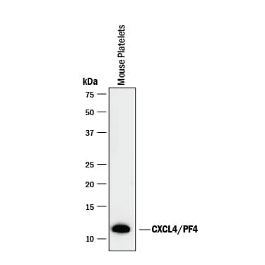 Western blot shows lysate of mouse platelets. PVDF membrane was probed with 1 µg/mL of Goat Anti-Mouse CXCL4/PF4 Antigen Affinity-purified Polyclonal Antibody (Catalog # AF595) followed by HRP-conjugated Anti-Goat IgG Secondary Antibody (Catalog # HAF017). A specific band was detected for CXCL4/PF4 at approximately 11 kDa (as indicated). This experiment was conducted under reducing conditions and using Immunoblot Buffer Group 1.