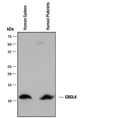 Western blot shows lysates of human spleen tissue and human platelets. PVDF membrane was probed with 1 µg/mL of Goat Anti-Human CXCL4/PF4 Antigen Affinity-purified Polyclonal Antibody (Catalog # AF795) followed by HRP-conjugated Anti-Goat IgG Secondary Antibody (HAF017). A specific band was detected for CXCL4/PF4 at approximately 11 kDa (as indicated). This experiment was conducted under reducing conditions and using Immunoblot Buffer Group 1.
