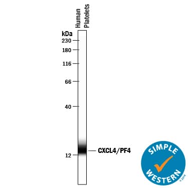 Simple Western lane view shows lysates of human platelets, loaded at 0.2 mg/mL. A specific band was detected for CXCL4/PF4 at approximately 15 kDa (as indicated) using 10 µg/mL of Goat Anti-Human CXCL4/PF4 Antigen Affinity-purified Polyclonal Antibody (Catalog # AF795) followed by 1:50 dilution of HRP-conjugated Anti-Goat Secondary Antibody (HAF109). This experiment was conducted under reducing conditions and using the 12-230 kDa separation system.