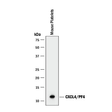 Western blot shows lysate of mouse platelets. PVDF membrane was probed with 2 µg/mL of Rat Anti-Mouse CXCL4/PF4 Monoclonal Antibody (Catalog # MAB595) followed by HRP-conjugated Anti-Rat IgG Secondary Antibody (Catalog # HAF005). A specific band was detected for CXCL4/PF4 at approximately 11 kDa (as indicated). This experiment was conducted under reducing conditions and using Immunoblot Buffer Group 1.
