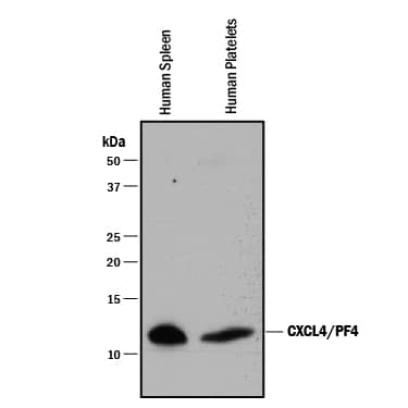 Western blot shows lysates of human spleen tissue and human platelets. PVDF membrane was probed with 0.5 µg/mL of Mouse Anti-Human CXCL4/PF4 Monoclonal Antibody (Catalog # MAB7952) followed by HRP-conjugated Anti-Mouse IgG Secondary Antibody (HAF018). A specific band was detected for CXCL4/PF4 at approximately 11 kDa (as indicated). This experiment was conducted under reducing conditions and using Immunoblot Buffer Group 1.