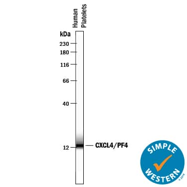 Simple Western lane view shows lysates of human platelets, loaded at 0.2 mg/mL. A specific band was detected for CXCL4/PF4 at approximately 13 kDa (as indicated) using 10 µg/mL of Mouse Anti-Human CXCL4/PF4 Monoclonal Antibody (Catalog # MAB795) . This experiment was conducted under reducing conditions and using the 12-230 kDa separation system.