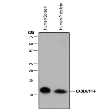 Western blot shows lysates of human spleen tissue and human platelets. PVDF membrane was probed with 2 µg/mL of Mouse Anti-Human CXCL4/PF4 Monoclonal Antibody (Catalog # MAB795) followed by HRP-conjugated Anti-Mouse IgG Secondary Antibody (Catalog # HAF018). A specific band was detected for CXCL4/PF4 at approximately 11 kDa (as indicated). This experiment was conducted under reducing conditions and using Immunoblot Buffer Group 1.