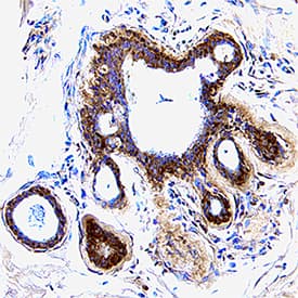 Immunohistochemistry CXCL5/ENA-78 Antibody [Unconjugated]