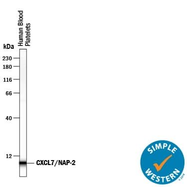 Simple Western lane view shows lysates of human blood platelets, loaded at 0.2 mg/mL. A specific band was detected for CXCL7/NAP-2 at approximately 7 kDa (as indicated) using 10 µg/mL of Goat Anti-Human CXCL7/NAP-2 Antigen Affinity-purified Polyclonal Antibody (Catalog # AF393) followed by 1:50 dilution of HRP-conjugated Anti-Goat IgG Secondary Antibody (Catalog # HAF109). This experiment was conducted under reducing conditions and using the 12-230 kDa separation system.