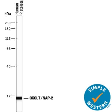 <b>Biological Strategies Validation. </b>Simple Western lane view shows lysates of human platelets, loaded at 0.2 mg/mL. A specific band was detected for CXCL7/NAP‑2 at approximately 10 kDa (as indicated) using 10 µg/mL of Mouse Anti-Human CXCL7/NAP‑2 Monoclonal Antibody (Catalog # MAB393) . This experiment was conducted under reducing conditions and using the 12-230 kDa separation system.