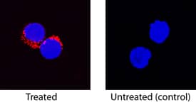 IL-8/CXCL8 was detected in immersion fixed canine peripheral blood mononuclear cells (PBMCs) treated with Concanavalin A using Goat Anti-Canine IL-8/CXCL8 Antigen Affinity-purified Polyclonal Antibody (Catalog # AF1608) at 15 µg/mL for 3 hours at room temperature. Cells were stained using the NorthernLights™ 557-conjugated Anti-Goat IgG Secondary Antibody (red; Catalog # NL001) and counterstained with DAPI (blue). Specific staining was localized to cytoplasm. View our protocol for Fluorescent ICC Staining of Non-adherent Cells.