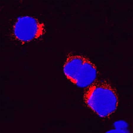 IL-8/CXCL8 was detected in immersion fixed feline peripheral blood mononuclear cells (PBMCs) using Goat Anti-Feline IL-8/CXCL8 Antigen Affinity-purified Polyclonal Antibody (Catalog # AF2277) at 15 µg/mL for 3 hours at room temperature. Cells were stained using the NorthernLights™ 557-conjugated Anti-Goat IgG Secondary Antibody (red; Catalog # NL001) and counterstained with DAPI(blue). Specific staining was localized to cytoplasm. View our protocol for Fluorescent ICC Staining of Non-adherent Cells.