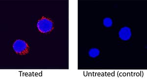 <b>Biological Strategies Validation. </b>IL-8/CXCL8 was detected in immersion fixed canine peripheral blood mononuclear cells (PBMCs) treated with calcium ionomycin and PMA using Mouse Anti-Canine IL-8/CXCL8 Monoclonal Antibody (Catalog # MAB1608) at 25 µg/mL for 3 hours at room temperature. Cells were stained using the NorthernLights™ 557-conjugated Anti-Mouse IgG Secondary Antibody (red; Catalog # NL007) and counterstained with DAPI (blue). Specific staining was localized to cytoplasm. View our protocol for Fluorescent ICC Staining of Non-adherent Cells.