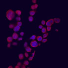 CXCL9/MIG was detected in immersion fixed THP-1 human acute monocytic leukemia cell line stimulated with IFN-gamma using Goat Anti-Human CXCL9/MIG Antigen Affinity-purified Polyclonal Antibody (Catalog # AF392) at 10 µg/mL for 3 hours at room temperature. Cells were stained using the Northern-Lights™ 557-conjugated Anti-Goat IgG Secondary Antibody (red; Catalog # NL001) and counter-stained with DAPI (blue). View our protocol for Fluorescent ICC Staining of Cells on Coverslips.